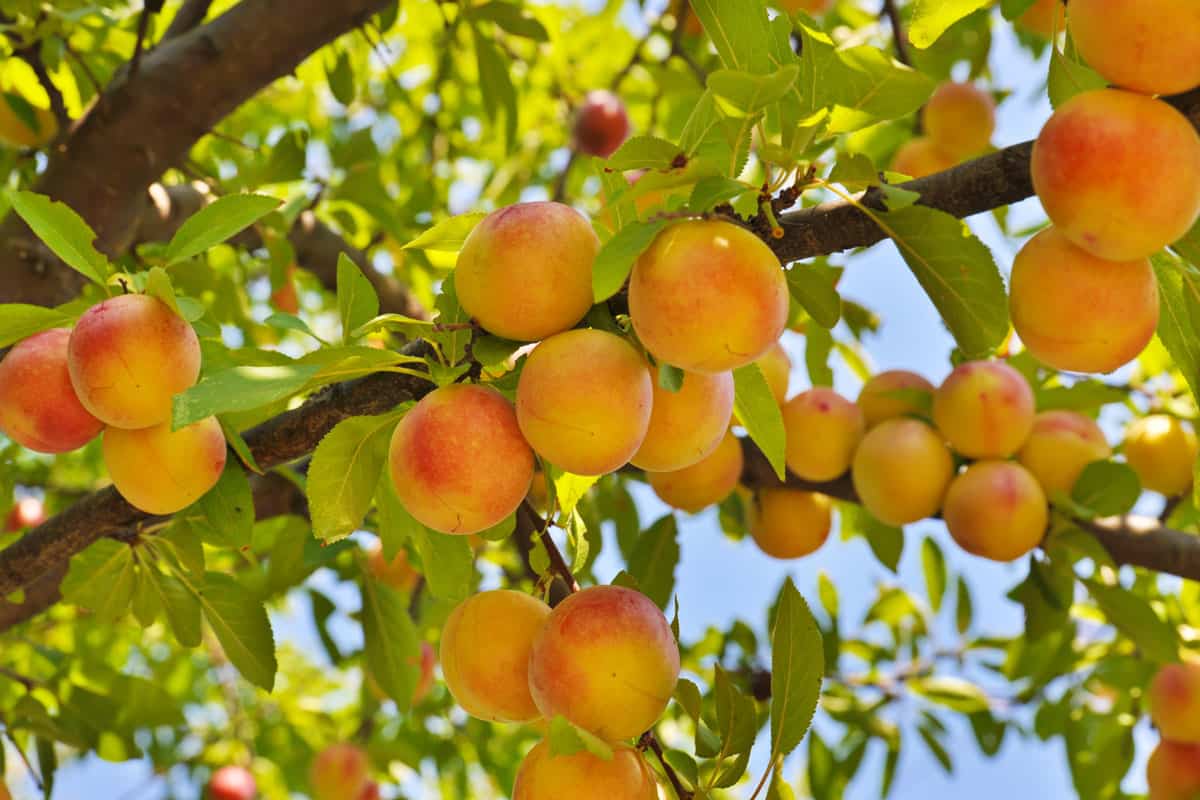 Yellow peaches still waiting for harvest, When To Plant Peach Trees