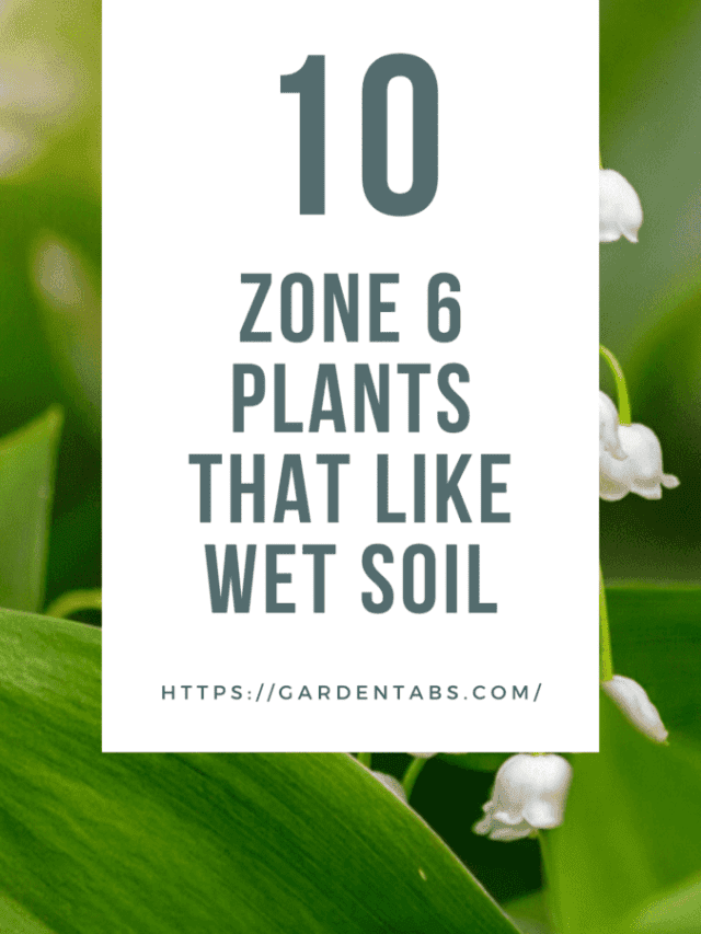 10 Zone 6 Plants That Like Wet Soil