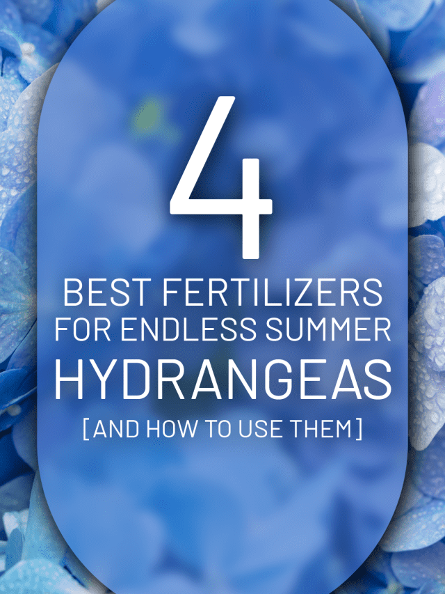 4 Best Fertilizers For Endless Summer Hydrangeas [And How To Use Them]-01