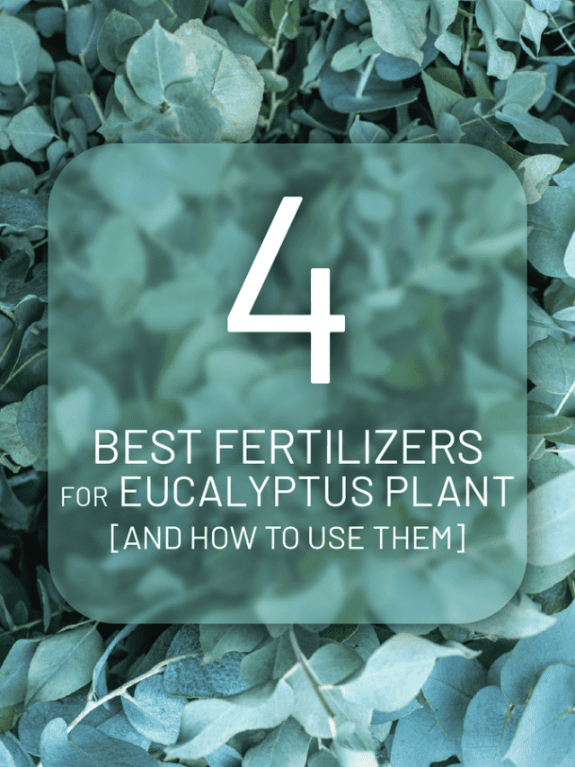 4 Best Fertilizers For Eucalyptus Plant [And How To Use Them]GWS-01