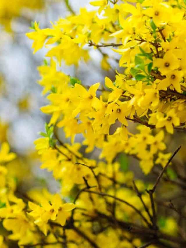 A-close-up-photograph-of-a-Forsyhthia