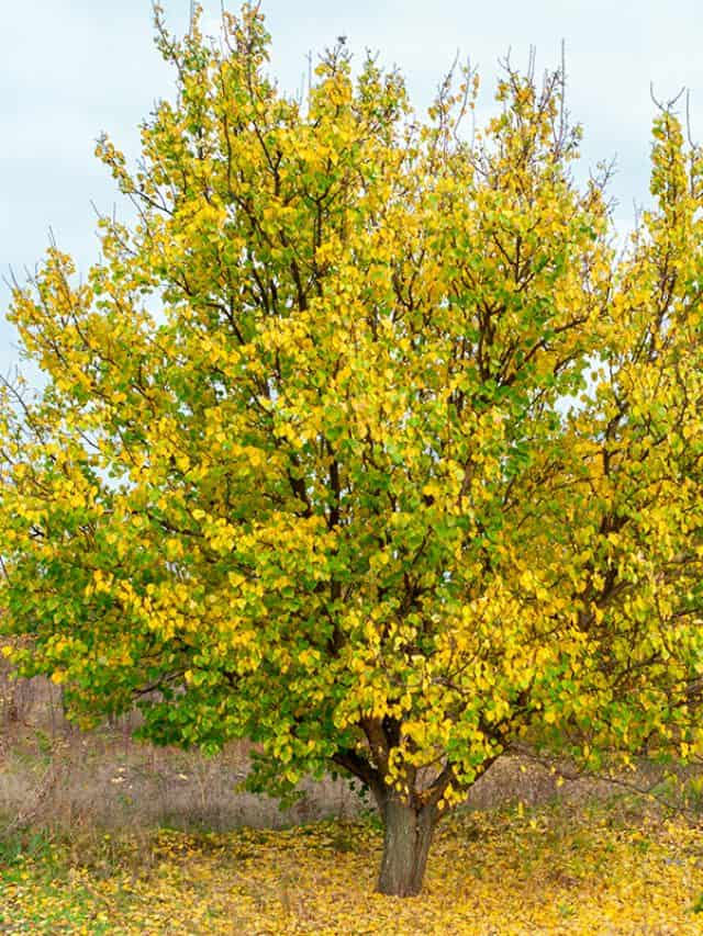 Apricot trees with yellow and green leaves