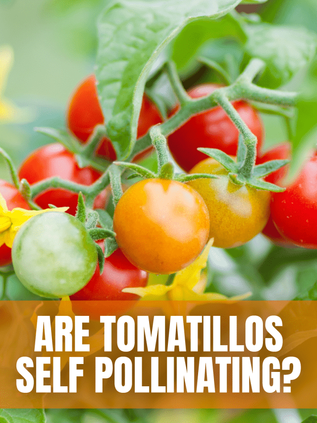 Are Tomatillos Self Pollinating GWS-01