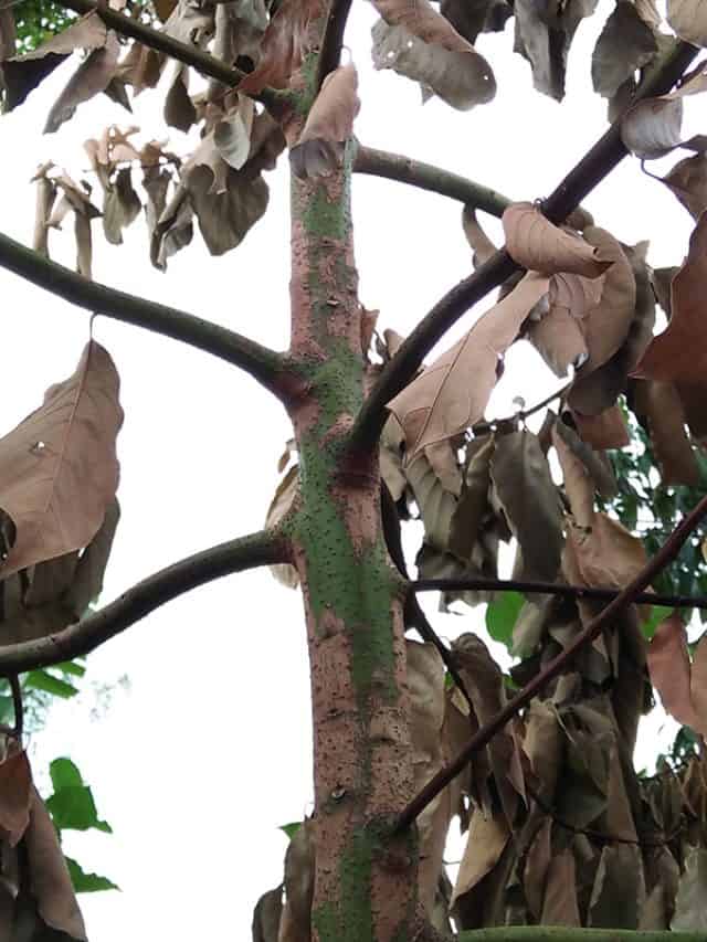 Avocado's tree death resulting from over application of fertilizer