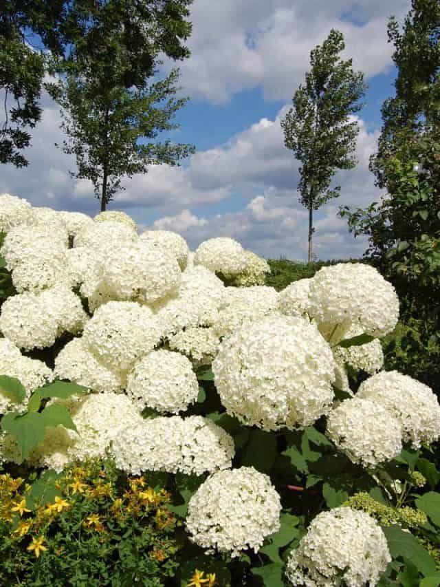 Blooming white Hydrangeas blooming at the garden