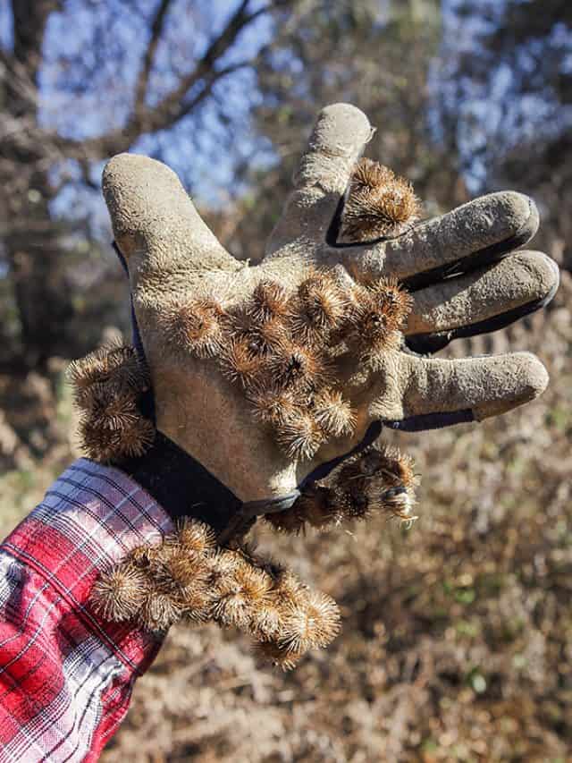 Burdock burrs stuck on work glove outdoors, Prickers In Grass ? Here's What To Do!
