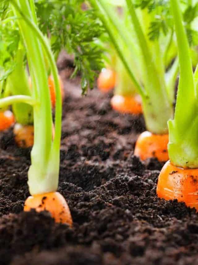 Carrot,Vegetable,Grows,In,The,Garden,In,The,Soil,Organic