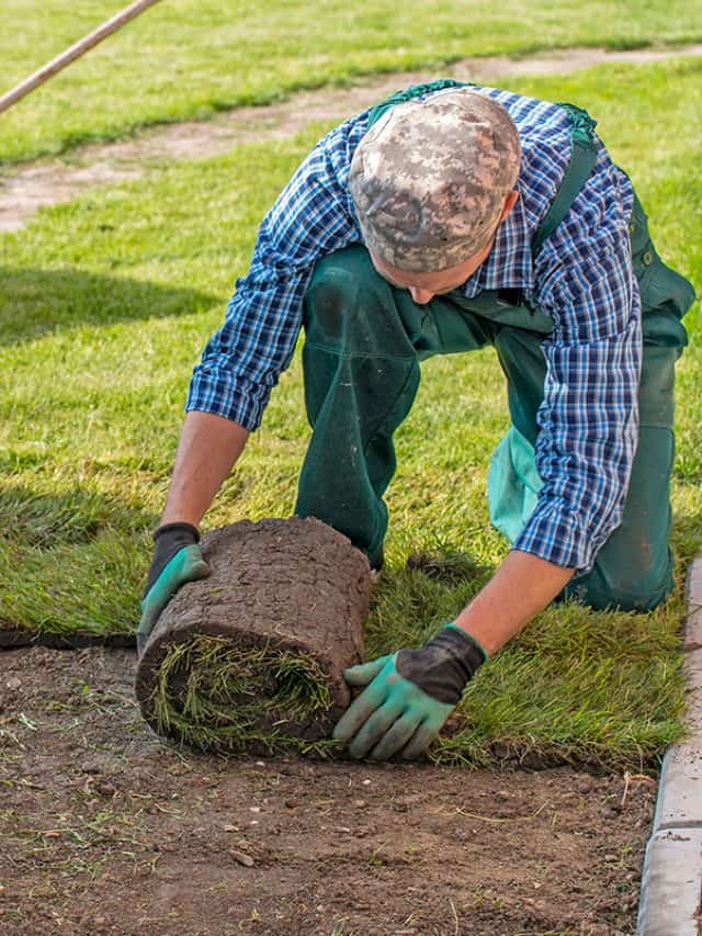 cropped-Gardener-applying-turf-rolls-in-the-lawn.jpg