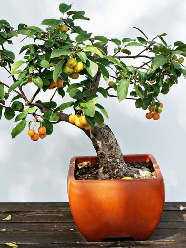 Mini apple bonsai tree on a pot, What Size Pots For Fruit Trees