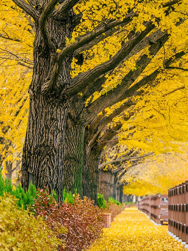 Row of yellow ginkgo trees