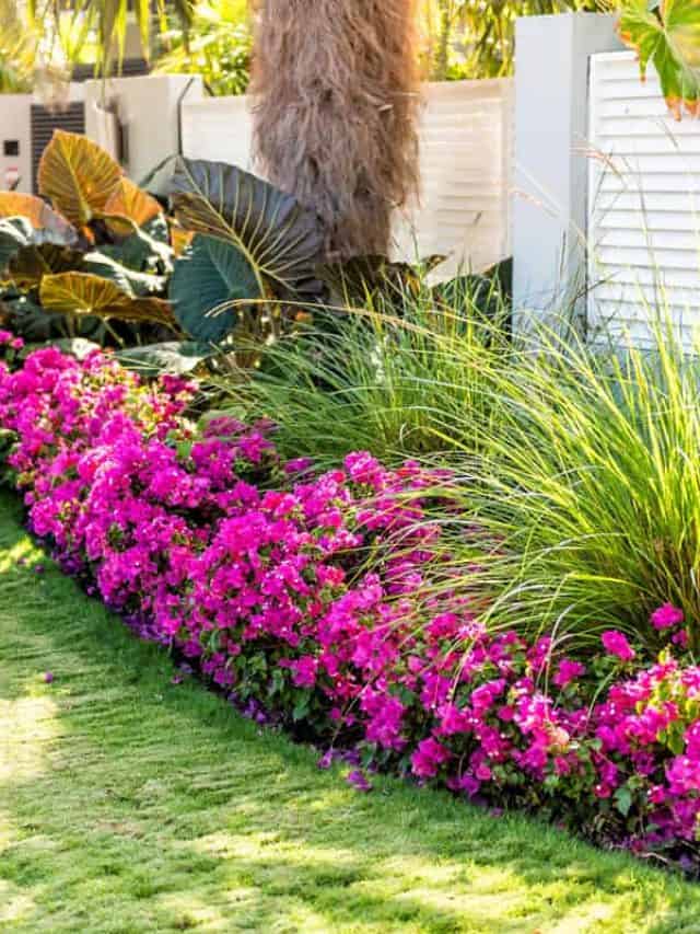 Vibrant pink bougainvillea flowers in Florida Keys or Miami, green plants landscaping landscaped lining sidewalk street road