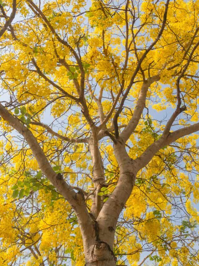 amazing, beautiful, golden tree, heavenly golden rain tree, gold leaves