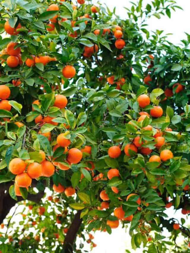 citrus tree full of fruits, orange colored fruits, healthy citrus tree