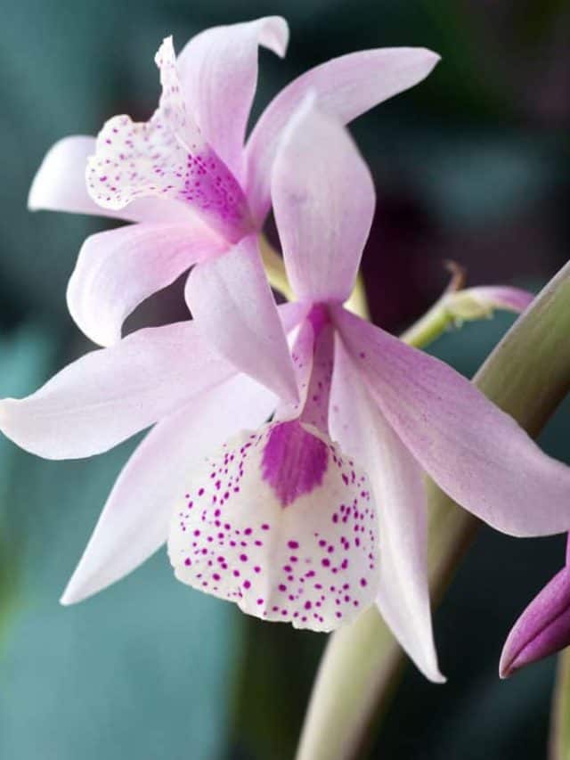 close up photo of a purple orchids on the garden of flowers white colored and purple colored petals