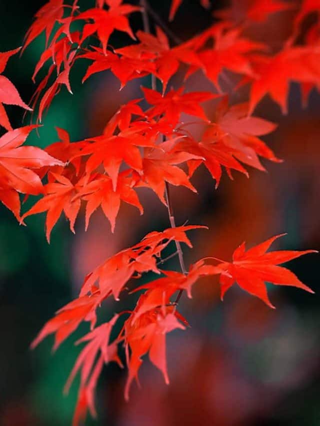 close up photo of a red leaf japanese maple tree on the park