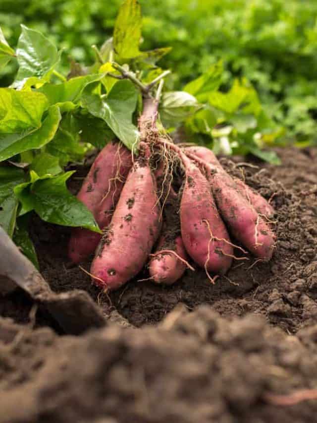 fresh harvest sweet potato, healthy soil, green vines