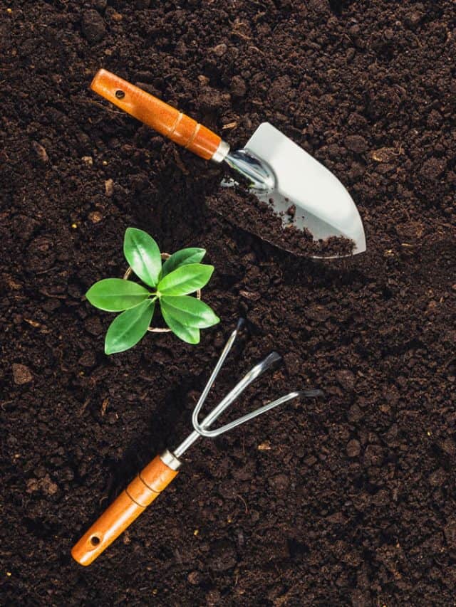 garden tools, tiny healthy plant, healthy brown soil, fertilized garden soil