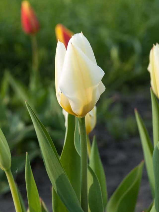 Tulipa fosteriana Purissima (Syn. Tulip White Emperor)