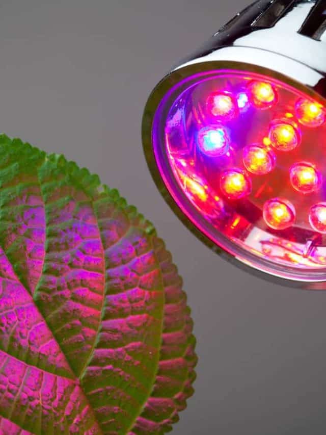 led grow light close up plant green healthy leaf growing