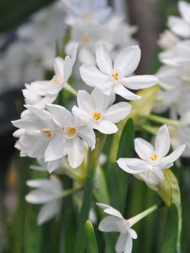 narcissus paperwhite ziva blooms garden autumn