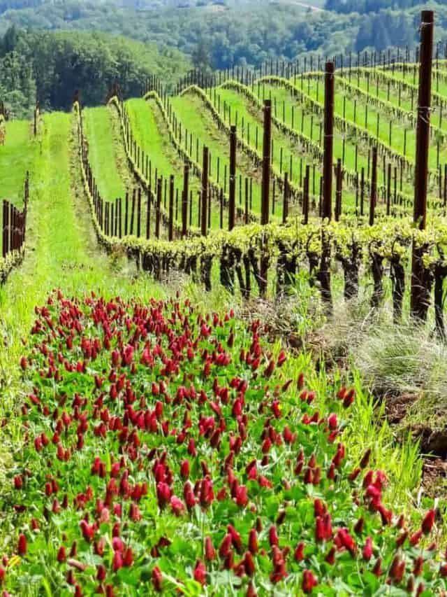 Vineyard,Rows,Flow,Down,A,Hill,,With,Green,Grass,And