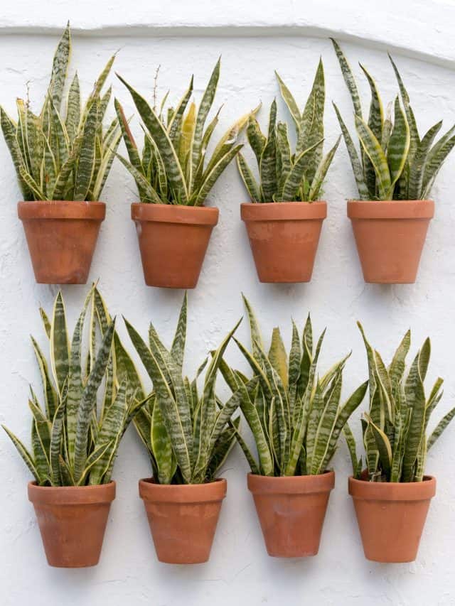 Mother-in-law's-tongue,Or,Snake,Plant,(sansevieria,Trifasciata)