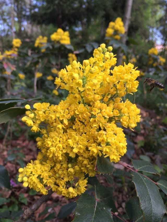 Creeping,Oregon,Grape,,Or,Mahonia,Repens,With,A,Bee,Flying