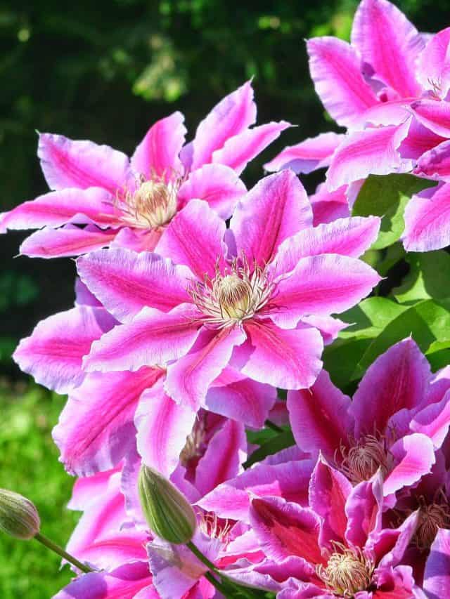 Flowers,Of,Perennial,Clematis,Vines,In,The,Garden.,Beautiful,Clematis