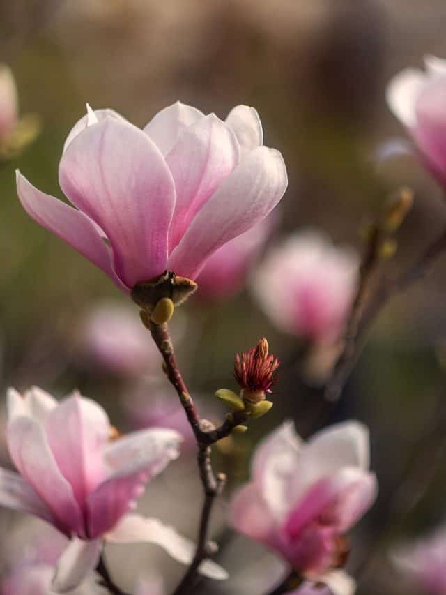 Beautiful,Pink,Magnolia,Soulangeana,Flowers,On,A,Tree.,In,The