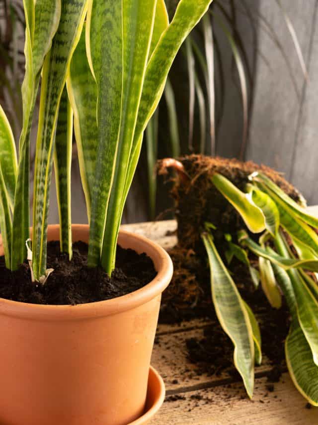 Process,Of,Transplanting,A,Houseplant,Sansevieria,Into,A,Clay,Pot,