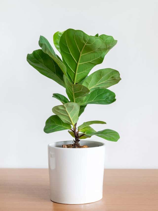 Fiddle-leaf,Fig,Tree,In,White,Pot,On,Wooden,Table