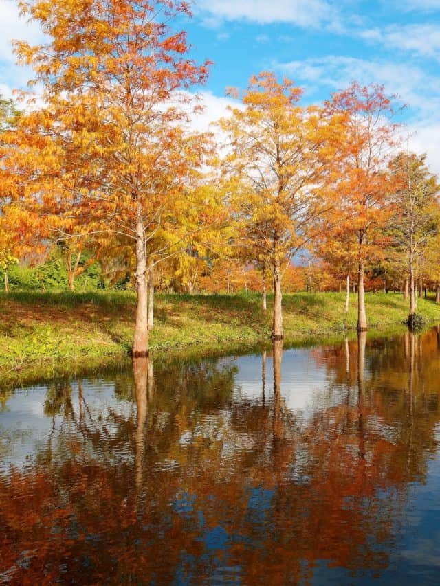Scenery,Of,Swamp,Cypress,Trees,Changing,Colors,In,Autumn,,With