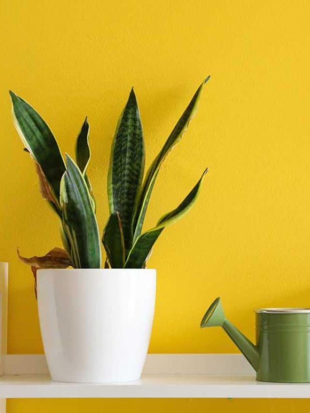 Snake,Plant,And,Watering,Can,On,Shelf,Near,Yellow,Wall