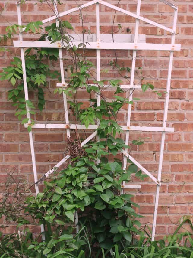 Summer,Vine,Plants,Growing,Up,A,Simple,Wooden,Trellis,In