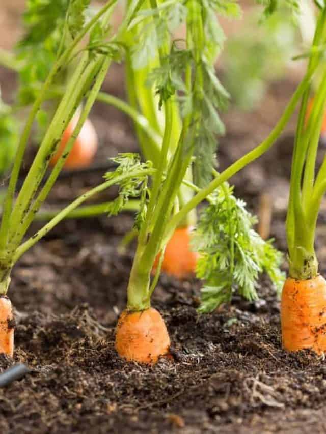 Fresh,Carrots,In,Her,Bush,About,To,Be,Harvested