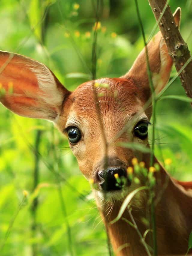 Cute,Baby,White-tailed,Deer,(odocoileus,Virginianus),,Ontario,,Canada