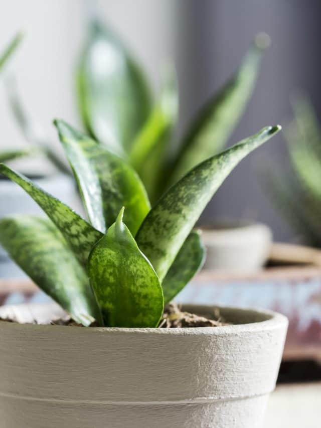 Sansevieria,Trifasciata,Or,Snake,Plant,In,Pot,At,Home