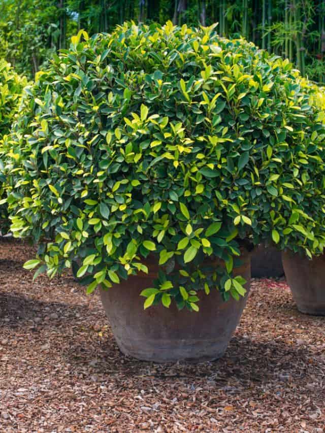 well arrange sun lit round green shrub on a brown pot