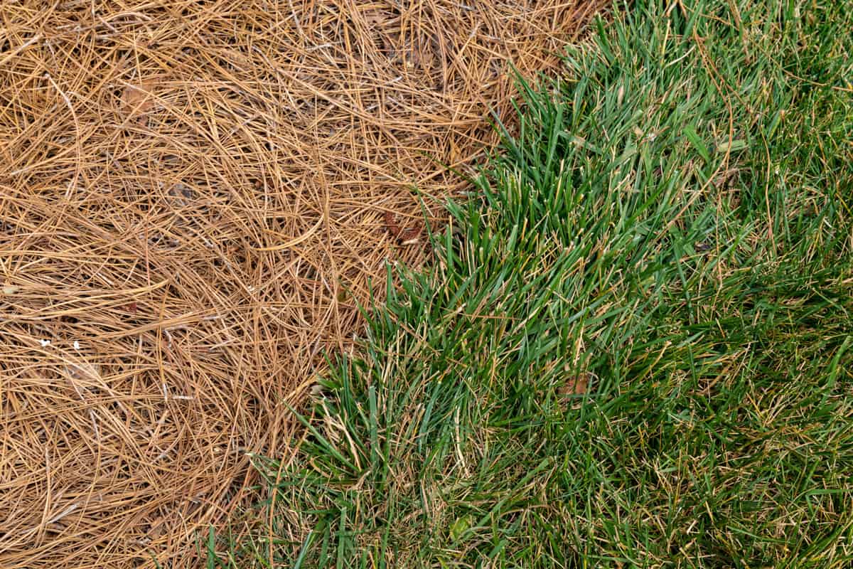 grassy area alongside an area mulched with pine straw