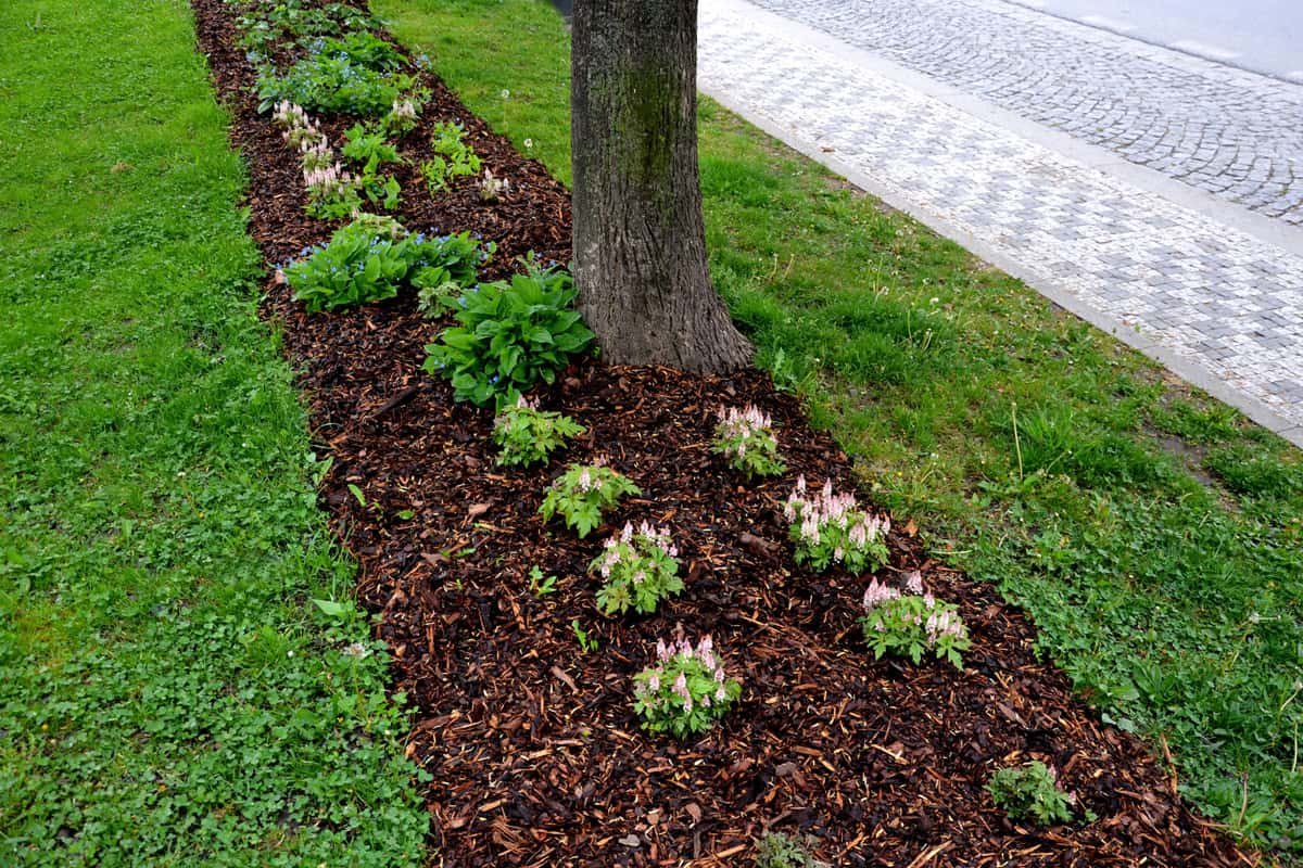 mulching undergrowth beds is necessary in terms of water evaporation