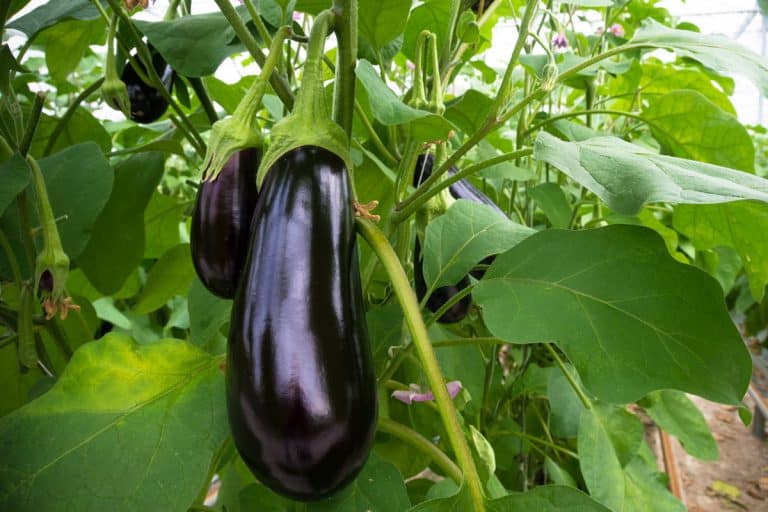 ripe purple eggplant growing in a greenhouse, Are Eggplants Self Pollinating?