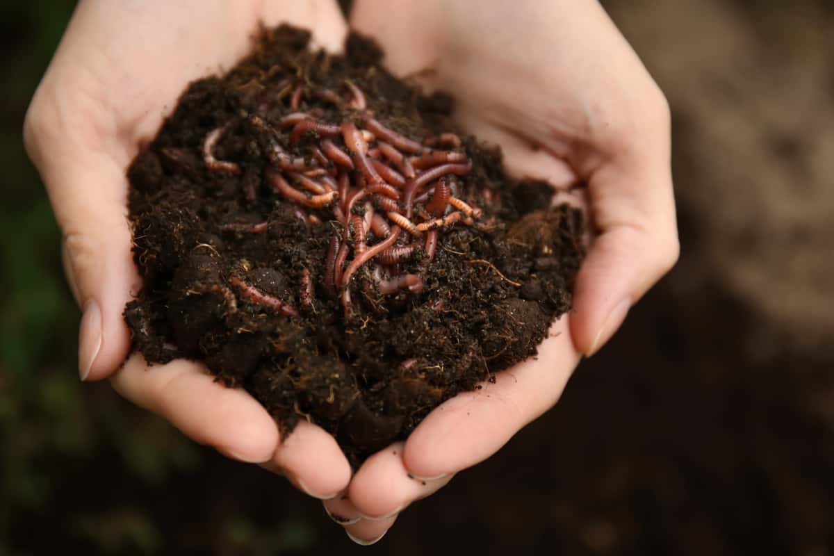 Hand full of a worm in a soil as pet