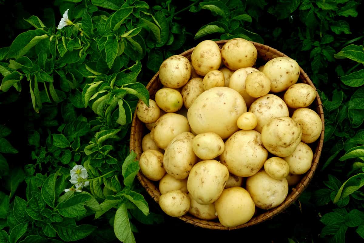 Harvesting new potatoes in a wicker basket on a green potato field. Ecological farm in latvia