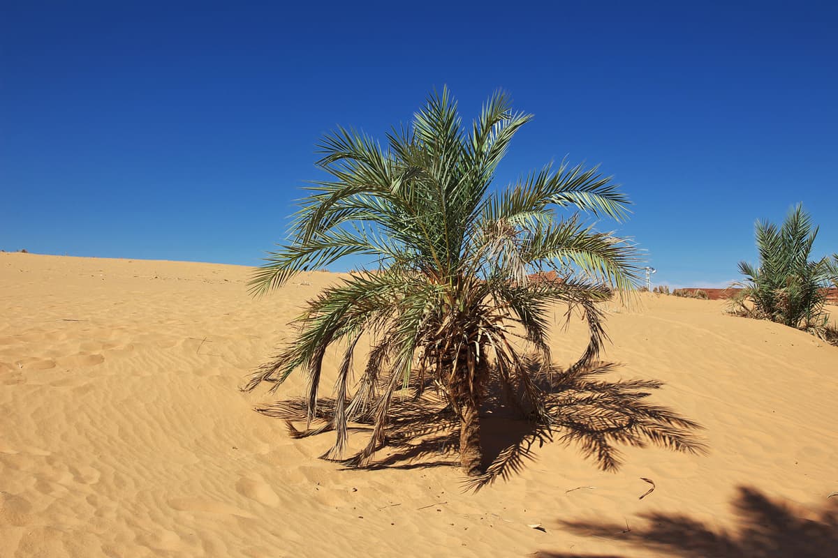 The date palm tree