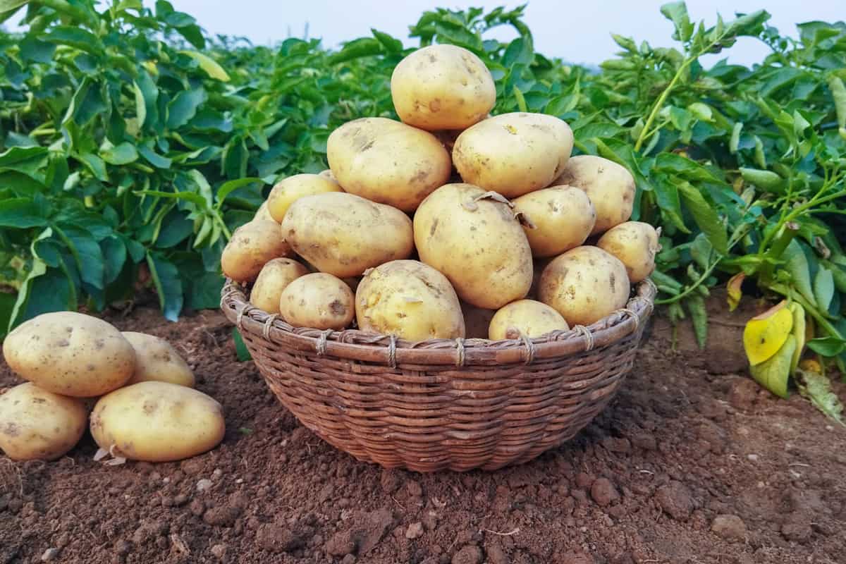 Newly Harvest potato in a basket