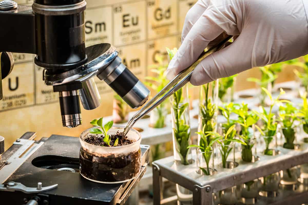 Chemical laboratory exploring new methods of plant breeding