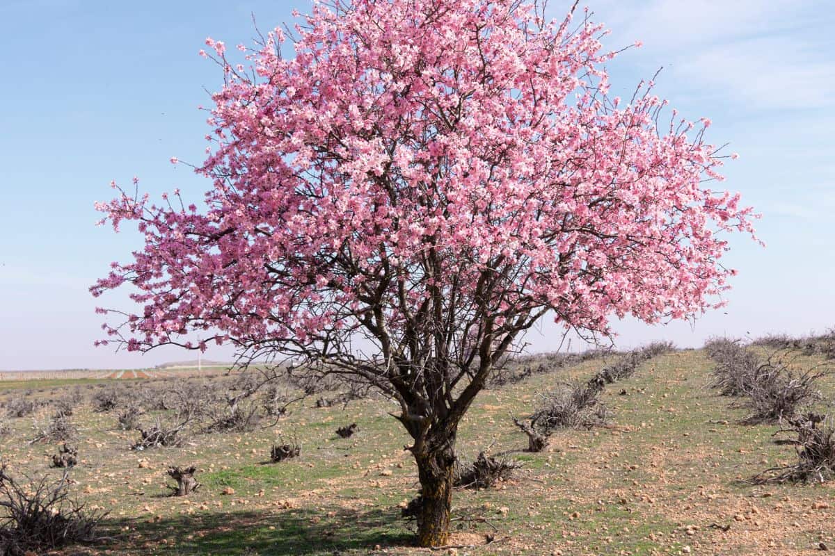 tree with pink blossom cherry almond blossomed in spring in field with blue sky