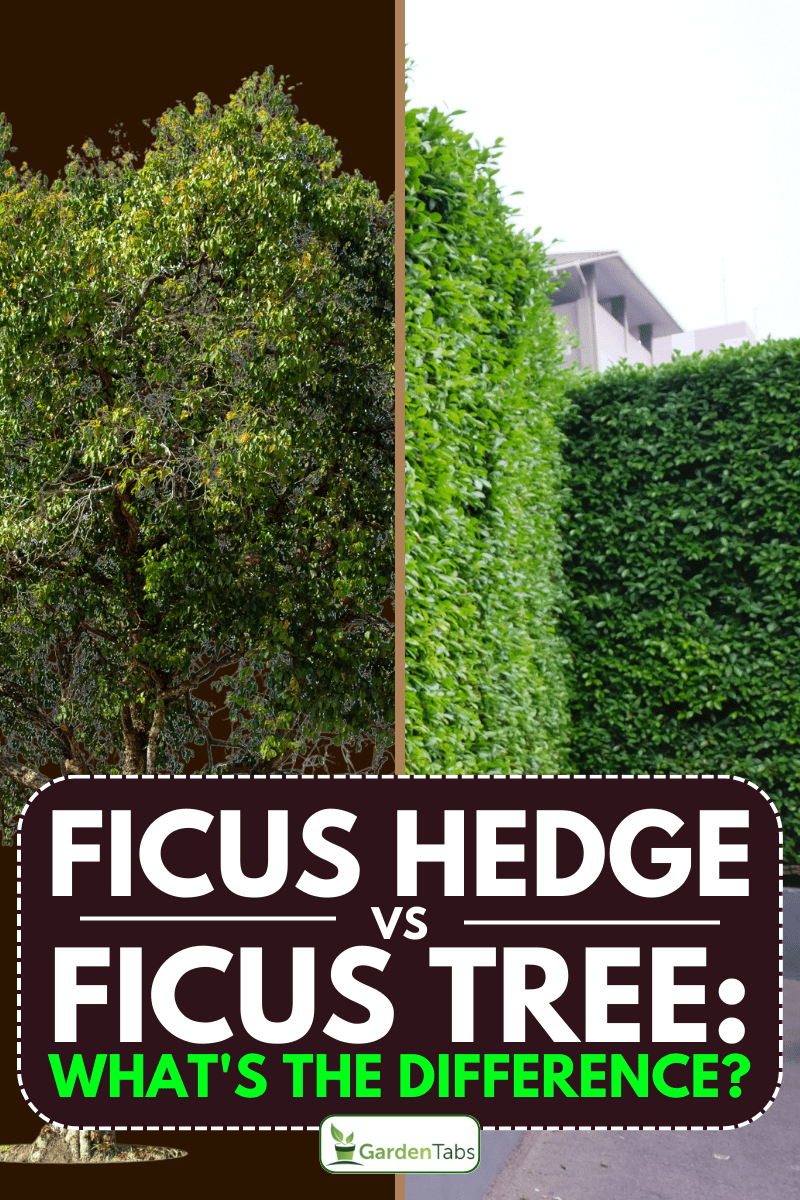 An image of a Ficus tree and a ficus hedge, Ficus Hedge Vs Ficus Tree: What's The Difference?