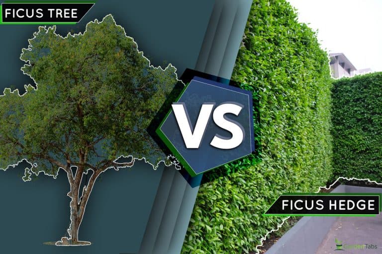 An image of a Ficus tree and a ficus hedge, Ficus Hedge Vs Ficus Tree: What's The Difference?