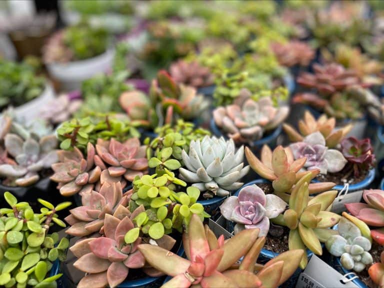 Vibrant collection of succulent plants displaying a range of colors and textures.